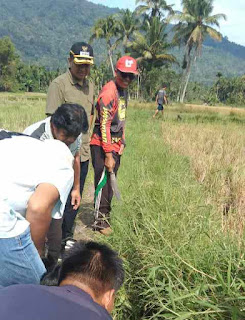 Masyarakat Nagari Aia Manggih Berburu Hama Tikus, Jelang Tanam Padi Serentak