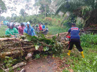 Hujan Deras Yang di Sertai Angin Kencang Sebabkan, Pohon Tumbang di Jalan Rimbo Langkuik, Kecamatan Simpati