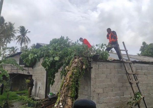 Pohon Tumbang Akibat Cuaca Ekstrem, Rumah Warga di Pantai Pasir Jambak Terkena Dampak/Image/instagram@pusdalopskotapadang