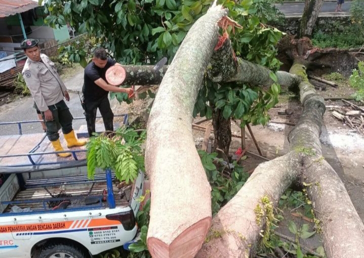 Pohon Tumbang Timpa Rumah dan Kabel Listrik di Komplek Permata Harbaindo, Kerugian Ditaksir Rp10 Juta/Image/instagram@pusdalopskotapadang