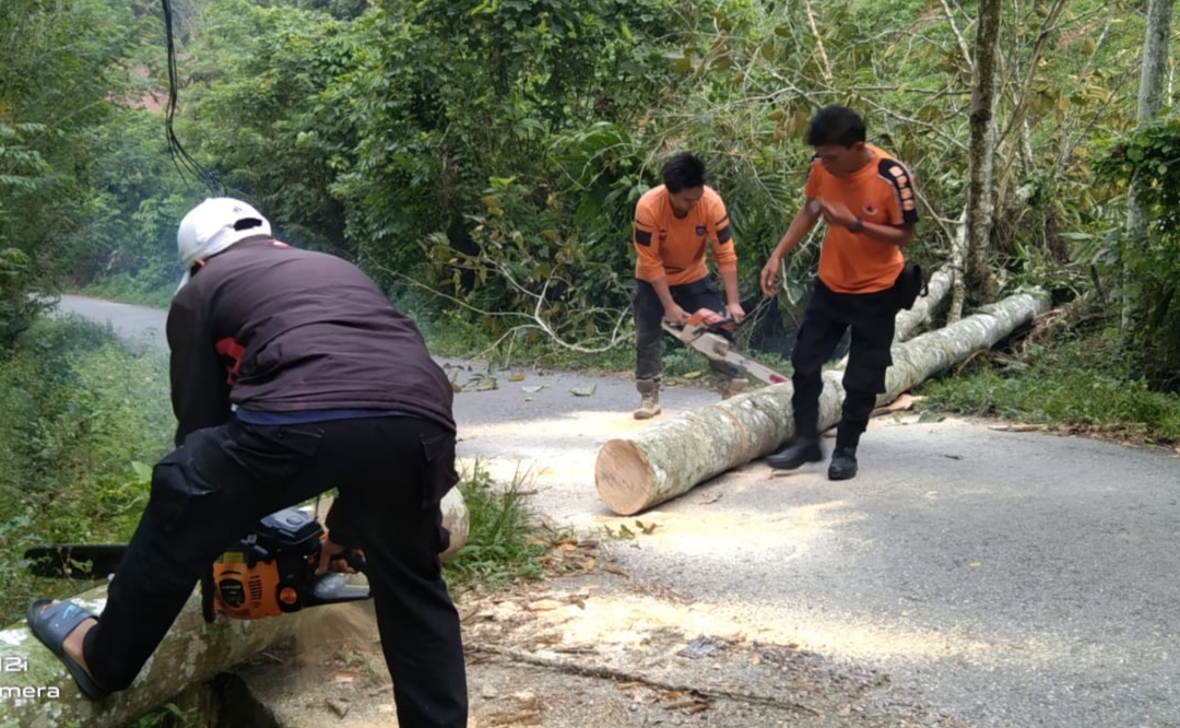 Pohon Kayu Tumbang Akibat Angin Kencang, Akses Jalan Terhambat di Dusun Guak Balang