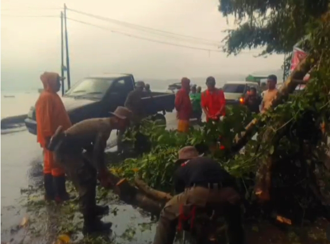 Pohon Tumbang di Kawasan Padang-Painan, Akses Jalan Kembali Normal Setelah Evakuasi/Doc.satpol pp padang