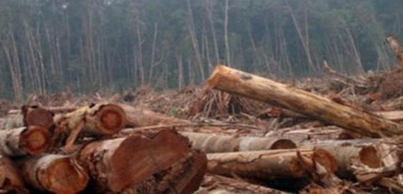 P2NAPAS Laporkan  Perusakan Hutan Lindung di Kabupaten Kuansing Ke GAKKUM KLHK