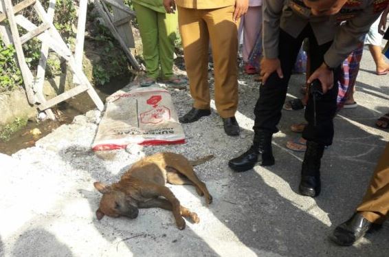 Polisi Serahkan Anjing Liar Yang Gigit Warga ke Dinas Peternakan untuk Pemeriksaan Laboratorium/Dok.istimewa